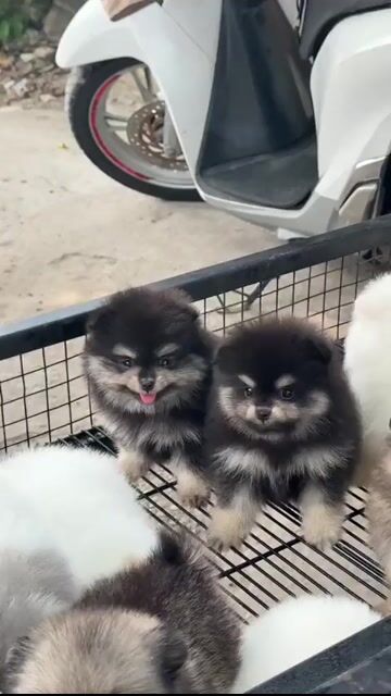 Chó Phốc Sóc con nhiều màu tim ngừa đầy đủ. Mua bán Chó tại Huyện Bình Chánh Tp Hồ Chí Minh được đăng bởi mini pet house sài gòn hình 1