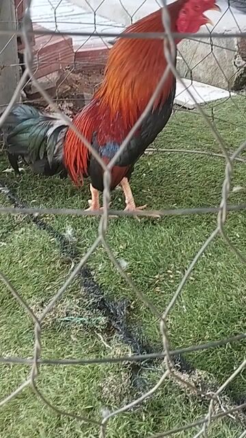 Gà Rin 1k 2.60. Mua bán Gà tại Huyện Châu Thành Tiền Giang được đăng bởi Van Pho Pham hình 1