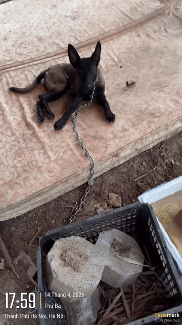 Chó Becgie Bỉ cái 3 tháng tuổi. Mua bán Chó tại Quận Hà Đông Hà Nội được đăng bởi Trần văn bẩy hình 1