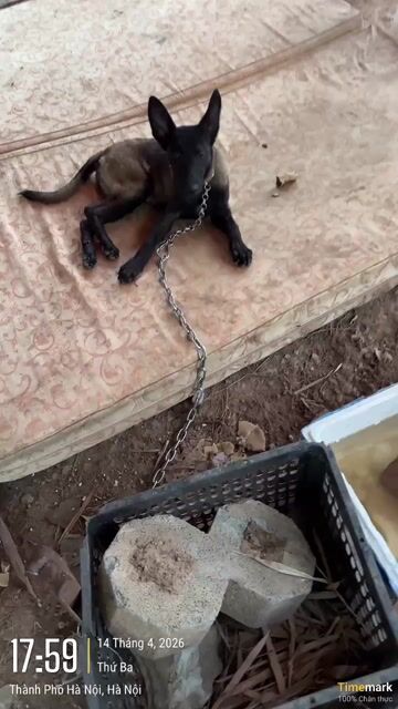 Chó Becgie Bỉ cái 3 tháng tuổi. Mua bán Chó tại Quận Hà Đông Hà Nội được đăng bởi Trần văn bẩy hình 1