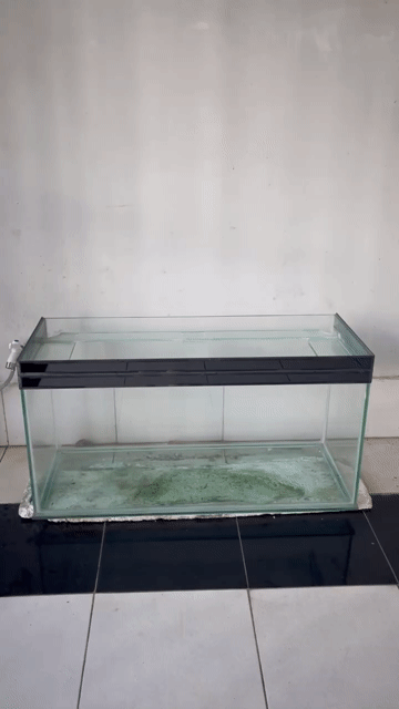 Hồ cá kính 1m x 40cm x 50cm. Mua bán Phụ kiện, Thức ăn, Dịch vụ tại Thành phố Rạch Giá Kiên Giang được đăng bởi Toan hình 1
