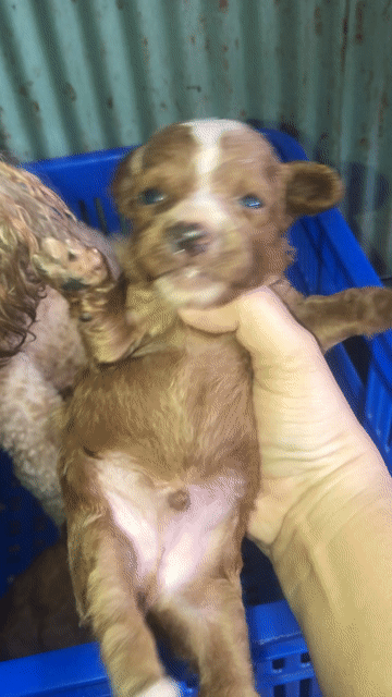 Chó Poodle Nâu đỏ Thông minh thân thiện. Mua bán Chó tại Huyện Mỹ Tú Sóc Trăng được đăng bởi Thu Thuý Nguyễn Thị hình 1