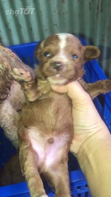 Chó Poodle Nâu đỏ Thông minh thân thiện. Mua bán Chó tại Huyện Mỹ Tú Sóc Trăng được đăng bởi Thu Thuý Nguyễn Thị hình 1