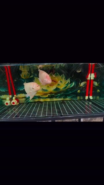 Cá phát tài Trắng 50-60 cm Trống. Mua bán Thú cưng khác tại Huyện Châu Thành Tiền Giang được đăng bởi Trương Tấn Vũ hình 1