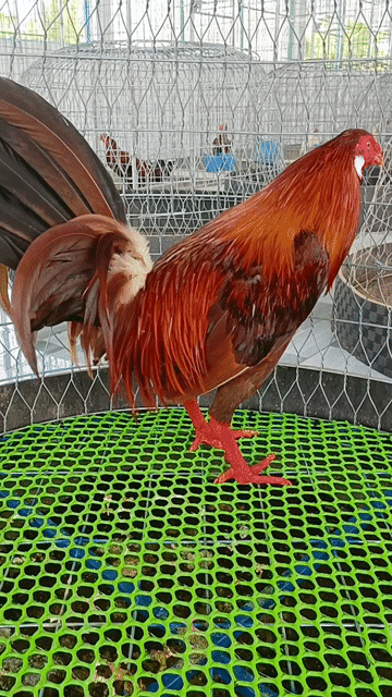 Gà nòi Mỹ rặc 3kg Khét chân trắng tích bạc. Mua bán Gà tại Thành phố Sóc Trăng Sóc Trăng được đăng bởi Tiền Gà  hình 1