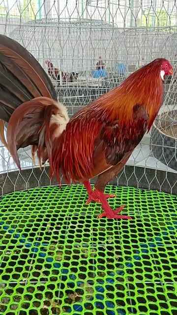 Gà nòi Mỹ rặc 3kg Khét chân trắng tích bạc. Mua bán Gà tại Thành phố Sóc Trăng Sóc Trăng được đăng bởi Tiền Gà  hình 1