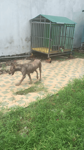 Chó Phú Quốc cái hơn 1 tuổi. Mua bán Chó tại Thành phố Biên Hòa Đồng Nai được đăng bởi Nguyen huu nghia hình 1
