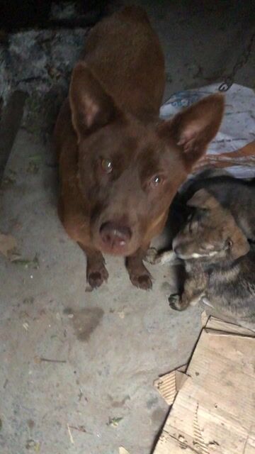 Chó con màu Nâu Đen vằn. Mua bán Chó tại Huyện Thường Tín Hà Nội được đăng bởi nguyen kim thi hình 1