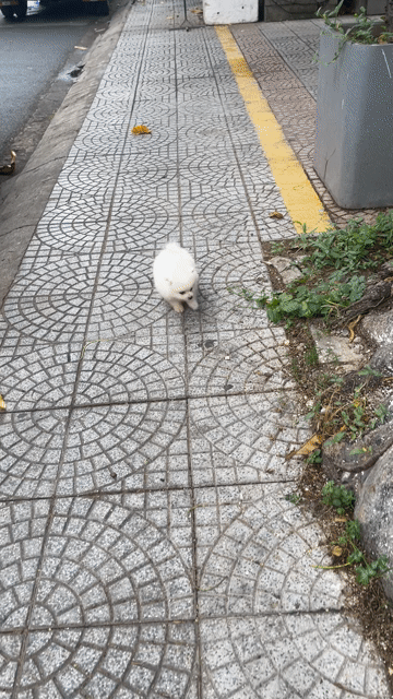 Chó Pom thái mini trắng 3 tháng tuổi có giấy. Mua bán Chó tại Quận Thanh Khê Đà Nẵng được đăng bởi Chaien Pet Shop hình 1