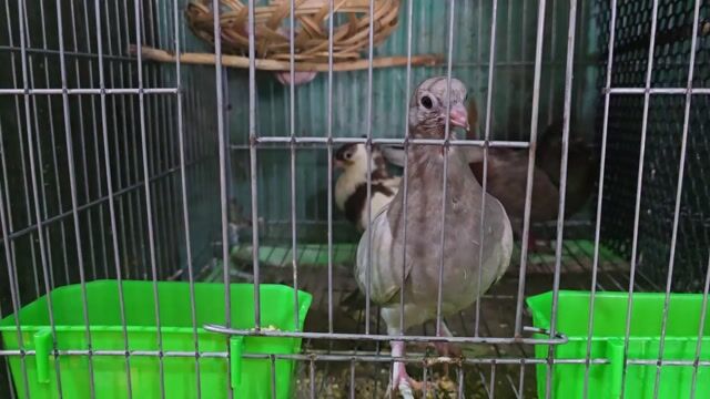 Bồ câu Xám Hơn 1 tháng. Mua bán Chim tại Huyện Mỹ Xuyên Sóc Trăng được đăng bởi Hieu Ho hình 1