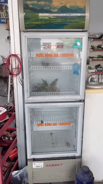 Tủ lạnh Sanaky Trắng. Mua bán Tủ lạnh tại Huyện Yên Lạc Vĩnh Phúc được đăng bởi Ninh Vũ hình 1
