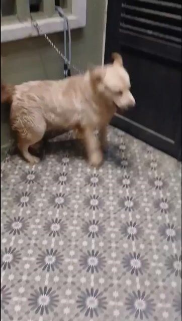 Chó Golden 1 tuổi. Mua bán Chó tại Quận 12 Tp Hồ Chí Minh được đăng bởi Thiện Ý Nguyễn hình 1