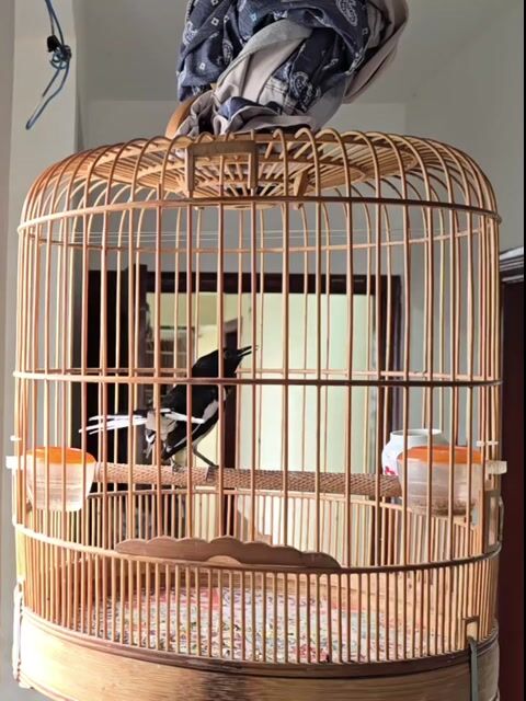 Chim Than bổi 3 mùa Đen trắng. Mua bán Chim tại Quận Bình Thạnh Tp Hồ Chí Minh được đăng bởi Thông hý hình 1