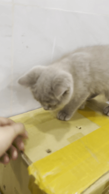 Mèo đực chân dài nhà đẻ 3 tháng tuổi. Mua bán Mèo tại Huyện Bình Chánh Tp Hồ Chí Minh được đăng bởi Việt Anh hình 1