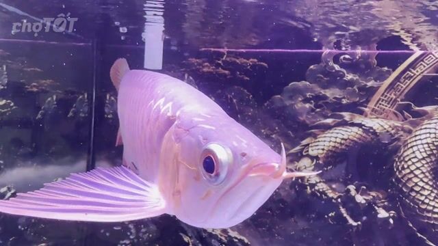 Cá Rồng Huyết Long thanh lý hoặc giao lưu.. Mua bán Thú cưng khác tại Quận 8 Tp Hồ Chí Minh được đăng bởi Ken Music Store hình 1