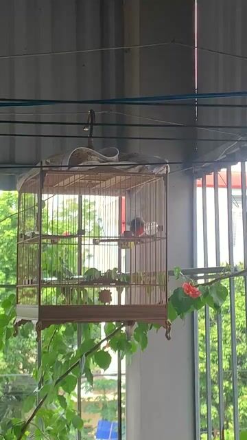 Chim chào mào giọng hay bộ đẹp. Mua bán Chim tại Huyện Đông Anh Hà Nội được đăng bởi Minh Hải hình 1