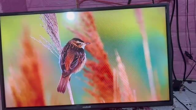 Tivi Mobell 32W600A1. Mua bán Tivi, Âm thanh tại Quận Tân Bình Tp Hồ Chí Minh được đăng bởi hồ hoàng triều hình 1