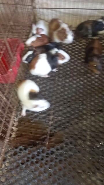 Bọ Ú. Mua bán Thú cưng khác tại Quận Bình Thạnh Tp Hồ Chí Minh được đăng bởi Thỏ Con hình 1