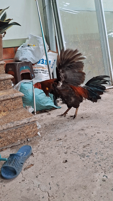 Chân cua vảy dép mẻ cựa. Mua bán Gà tại Thành phố Sa Đéc Đồng Tháp được đăng bởi Hoang hình 1