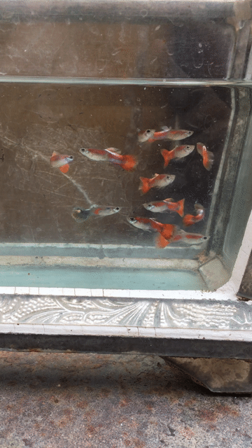 Cá bảy trống đuôi cam 20 cá tơ. Mua bán Thú cưng khác tại Quận Cái Răng Cần Thơ được đăng bởi Trai Cần Thơ 65 hình 1