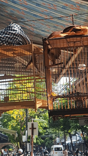   chim bộ to  thuần ko lỗi. Mua bán Chim tại Quận Hải Châu Đà Nẵng được đăng bởi Đỗ Thế Lữ hình 1