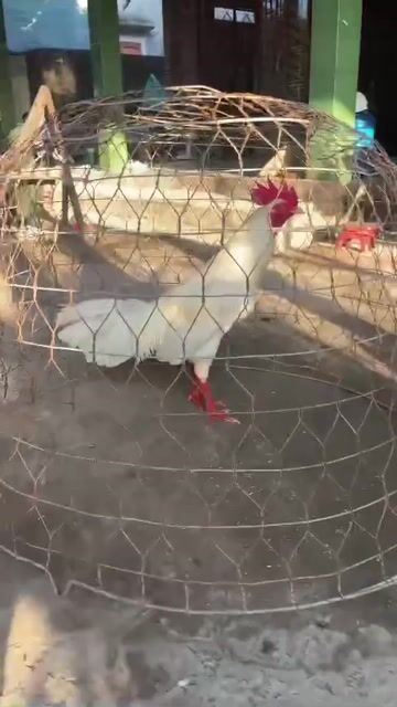 Gà chọi 2.9kg chân vàng đực. Mua bán Gà tại Huyện Châu Thành Tiền Giang được đăng bởi Tấn Vinh hình 1