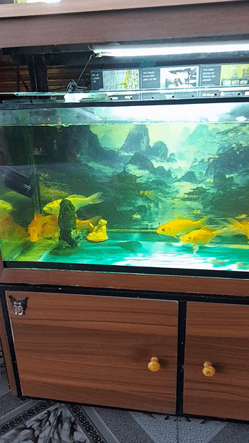 Bể cá cảnh Kính Gỗ 86x35x45 cm. Mua bán Thú cưng khác tại Thị xã Hồng Lĩnh Hà Tĩnh được đăng bởi Nguyễn Thái Cơ hình 1