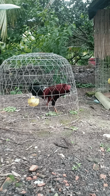 Gà trống Đực Đen, Đỏ 3kg. Mua bán Gà tại Huyện Chợ Gạo Tiền Giang được đăng bởi Huy Lương hình 1