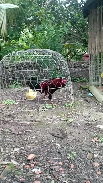 Gà trống Đực Đen, Đỏ 3kg. Mua bán Gà tại Huyện Chợ Gạo Tiền Giang được đăng bởi Huy Lương hình 1