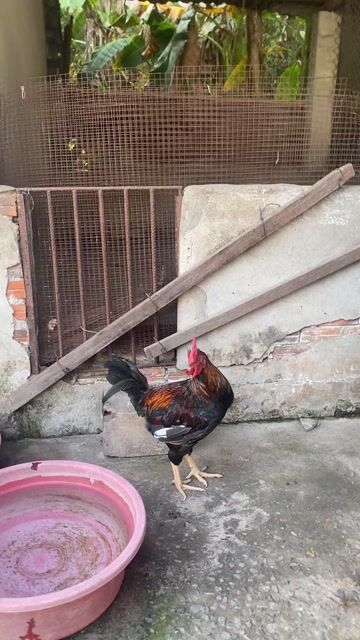 Gà Asil Mỹ F1 3kg. Mua bán Gà tại Thị xã Bến Cát Bình Dương được đăng bởi Vương Tài hình 1