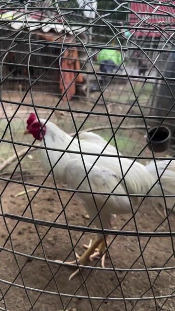 Gà Trắng 10 tháng 2.7kg. Mua bán Gà tại Huyện Gia Lâm Hà Nội được đăng bởi Ng nhu nam hình 1