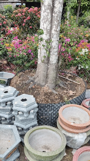 Cây cảnh Khế chua dáng lão làng. Mua bán Cây cảnh, đồ trang trí tại Huyện Gò Dầu Tây Ninh được đăng bởi Dương hình 1