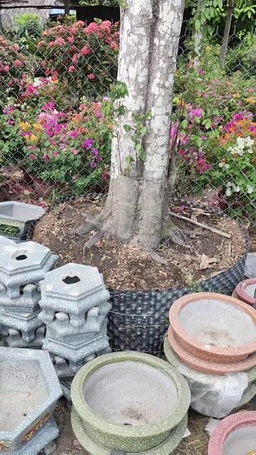 Cây cảnh Khế chua dáng lão làng. Mua bán Cây cảnh, đồ trang trí tại Huyện Gò Dầu Tây Ninh được đăng bởi Dương hình 1