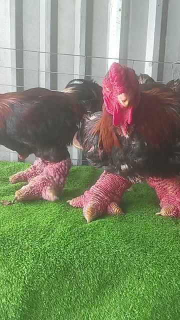 🇻🇳Gà già chân to chân khủng giá 300k 1kg❤❤❤