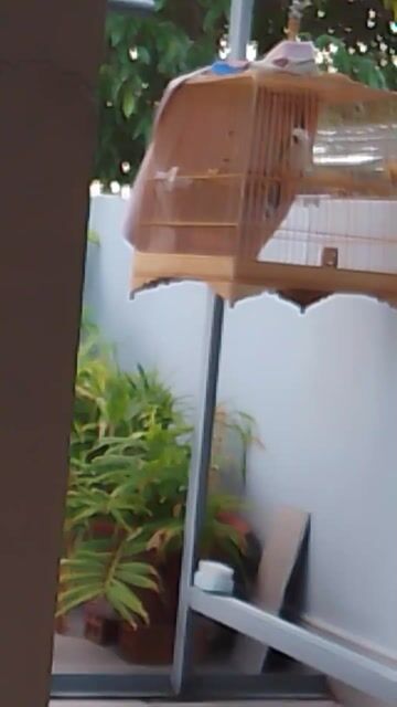 Chim chào mào mùa 2 lông trắng cánh to. Mua bán Chim tại Quận Tân Bình Tp Hồ Chí Minh được đăng bởi gặc hình 1