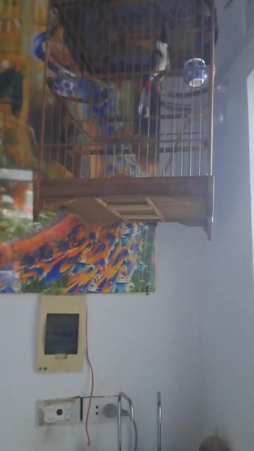 Lồng chim gỗ nhiều màu. Mua bán Phụ kiện, Thức ăn, Dịch vụ tại Quận Bắc Từ Liêm Hà Nội được đăng bởi Đặng Bùi Gia huy  hình 1