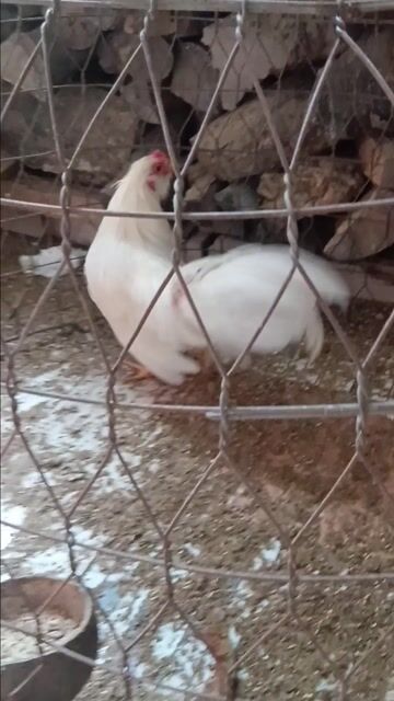 Gà Tân Châu Trống 5 tháng. Mua bán Gà tại Huyện Châu Thành Bến Tre được đăng bởi Hoàng Hải hình 1