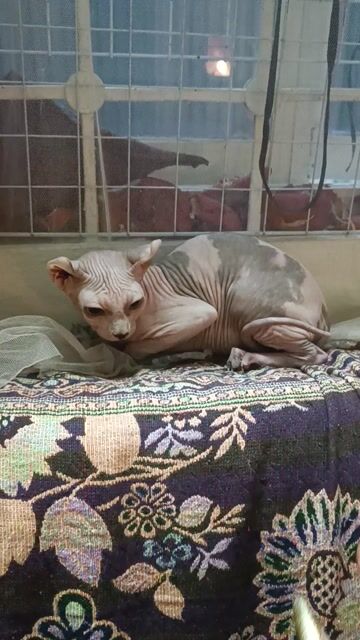 Mèo Ai Cập 3 tháng. Mua bán Mèo tại Quận Đống Đa Hà Nội được đăng bởi Phạm Hoa hình 1