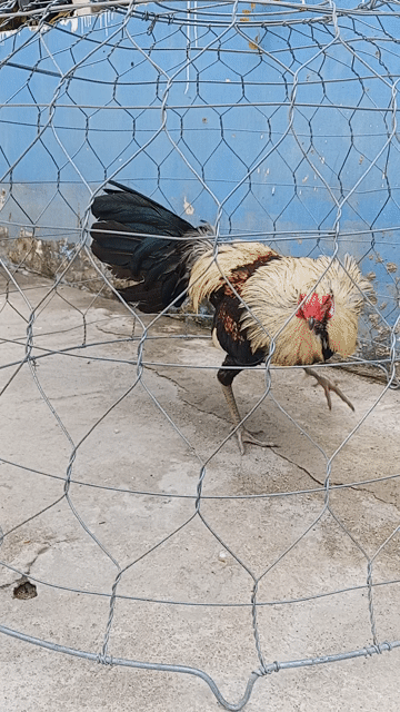 Gà tre 1.2kg Đa màu. Mua bán Gà tại Thành phố Biên Hòa Đồng Nai được đăng bởi akai hình 1