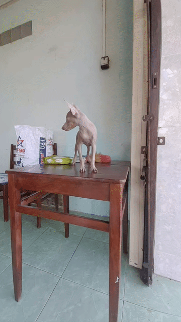 Chó Phốc Sóc Cái 3.5 tháng Sô lông. Mua bán Chó tại Quận Thốt Nốt Cần Thơ được đăng bởi trại phốc hươu thuần chủng Thốt Nốt Cần Thơ hình 1