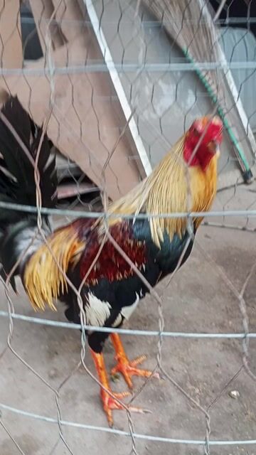 Bố gà mỹ nhập mẹ gà mỹ lai. Mua bán Gà tại Thành phố Biên Hòa Đồng Nai được đăng bởi Nguyễn Minh Đức hình 1