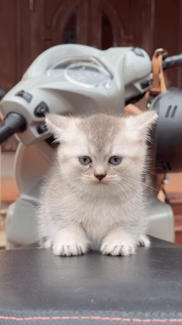 Mèo Anh lông ngắn cái đã tiêm. Mua bán Mèo tại Huyện Thường Tín Hà Nội được đăng bởi Bi Bi hình 1