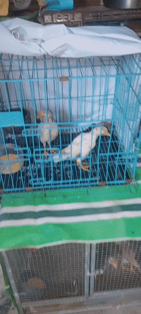 Gà con Điều bông trống mái gần 2 tháng. Mua bán Gà tại Quận Ninh Kiều Cần Thơ được đăng bởi Tran HY hình 1