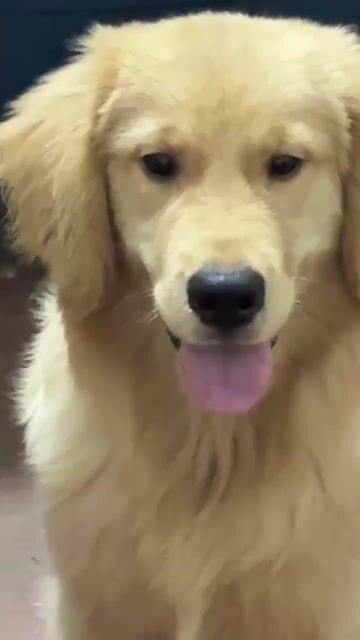 Chó Golden Retriever Vàng. Mua bán Chó tại Thành phố Thanh Hóa Thanh Hóa được đăng bởi letuan123 hình 1