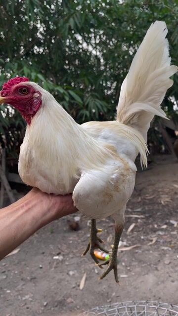 Gà tre bướm chân xanh 1ký3. Mua bán Gà tại Huyện Vĩnh Thạnh Cần Thơ được đăng bởi VĂN ĐỨC hình 1
