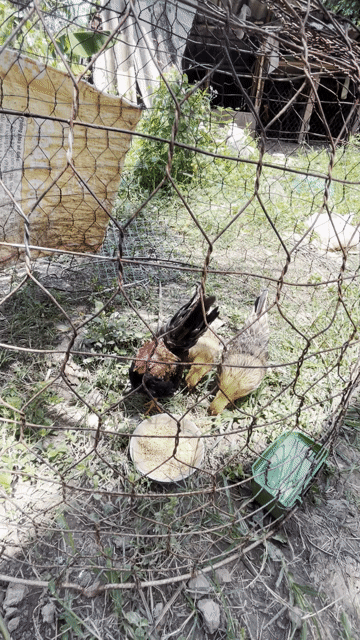 Gà Serama Vàng Cả cặp 3 tháng. Mua bán Gà tại Huyện Đầm Dơi Cà Mau được đăng bởi Tran Khoi hình 1