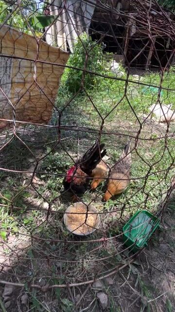 Gà Serama Vàng Cả cặp 3 tháng. Mua bán Gà tại Huyện Đầm Dơi Cà Mau được đăng bởi Tran Khoi hình 1