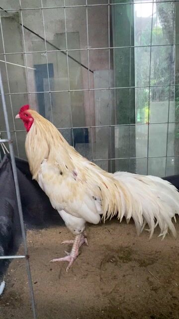 Bướm nọc 3k4 tay tốt (thay lông). Mua bán Gà tại Huyện Lai Vung Đồng Tháp được đăng bởi NQV hình 1