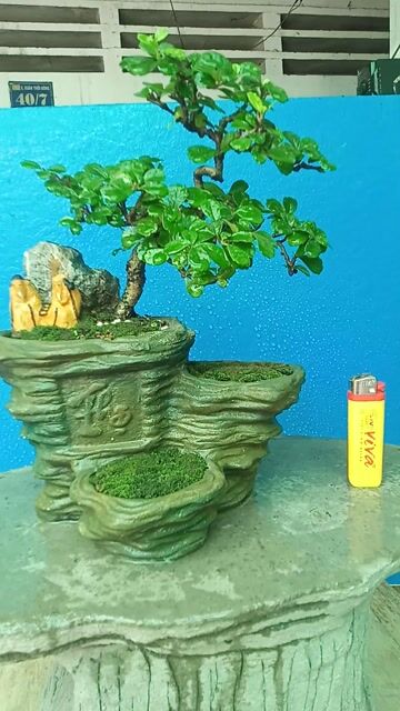 Cây cảnh bonsai trả phúc kiến châu gốm sứ xanh lá. Mua bán Cây cảnh, đồ trang trí tại Huyện Hóc Môn Tp Hồ Chí Minh được đăng bởi Bich Tuyen hình 1