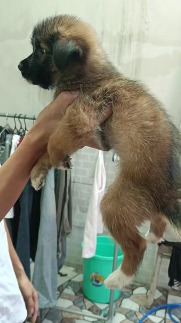 Chó Becgie lai cỏ 2 tháng. Mua bán Chó tại Quận 12 Tp Hồ Chí Minh được đăng bởi Nguyễn Tấn Linh hình 1